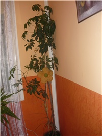 754d7790-cvijece 004.jpg